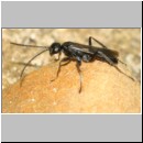 Priocnemis melanosoma - Wegwespe m06a 5mm OS-Hasbergen-Lehmhuegel-det.jpg